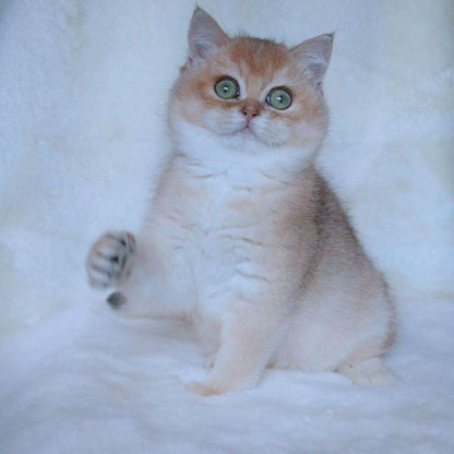 British Shorthair