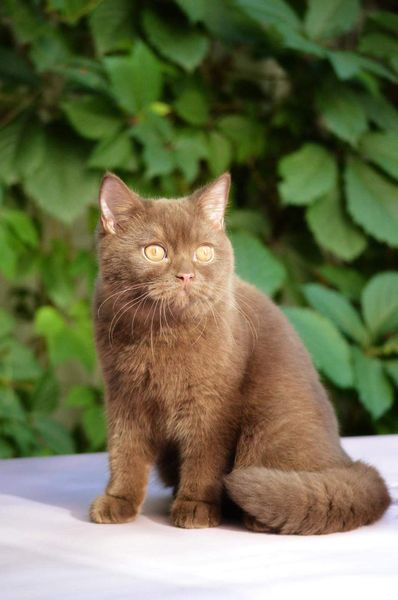 British Shorthair