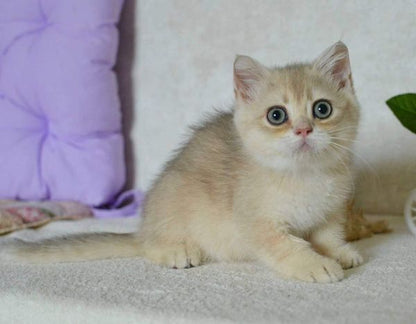 British Shorthair