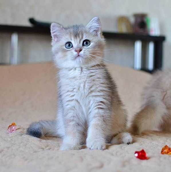 British Shorthair