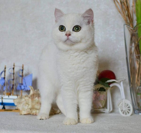 British Shorthair