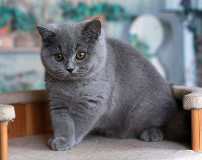 British Shorthair