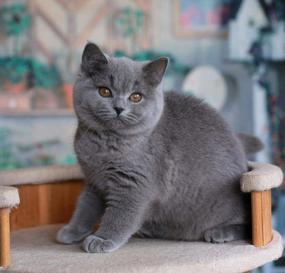 British Shorthair