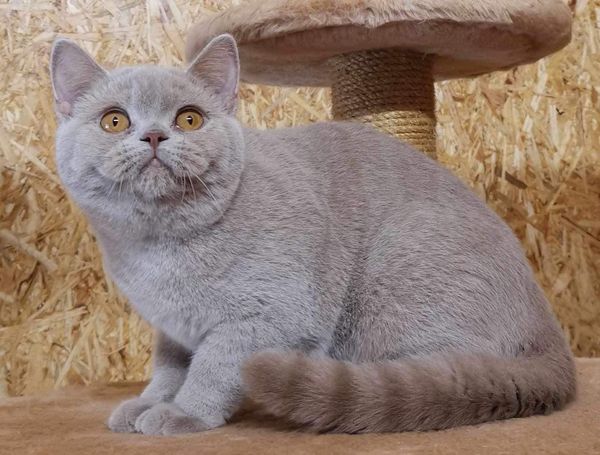 British Shorthair