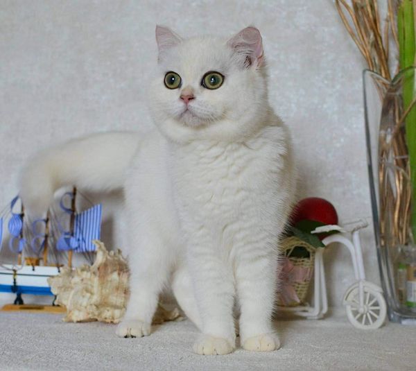 British Shorthair