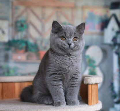 British Shorthair