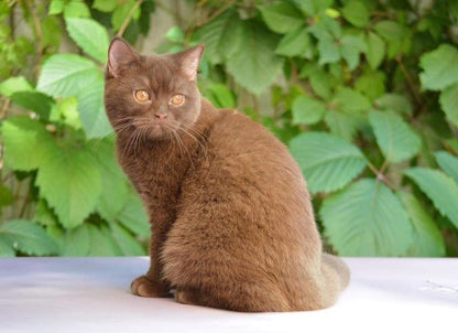 British Shorthair