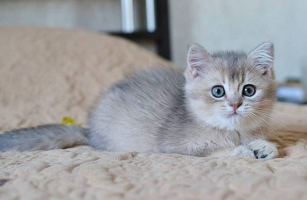 British Shorthair