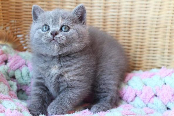 British Shorthair