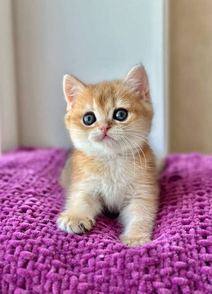 British Shorthair