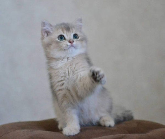 British Shorthair