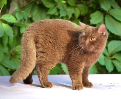 British Shorthair