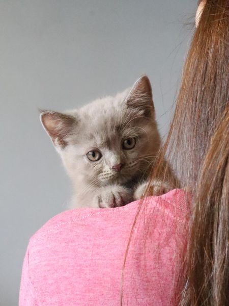 British Shorthair