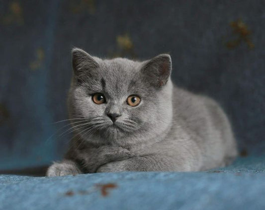 British Shorthair