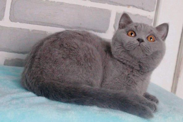 British Shorthair