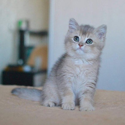 British Shorthair