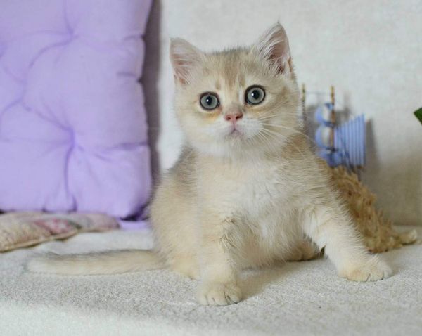 British Shorthair