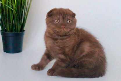 Scottish Fold