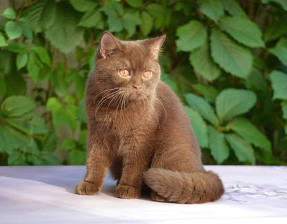 British Shorthair