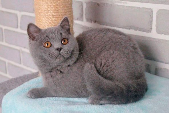 British Shorthair