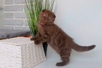 Scottish Fold