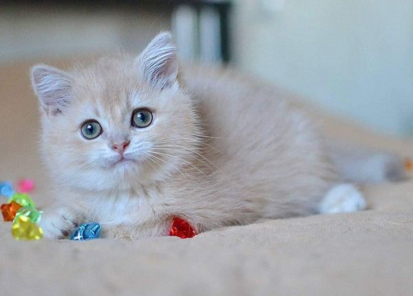 British Shorthair