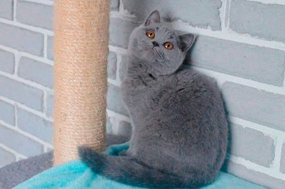 British Shorthair