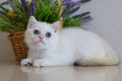 British Shorthair