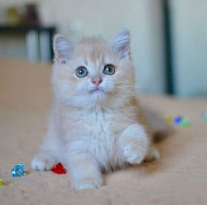 British Shorthair