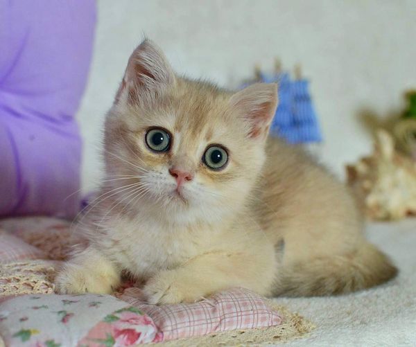 British Shorthair