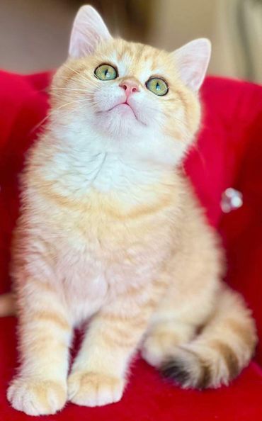 British Shorthair