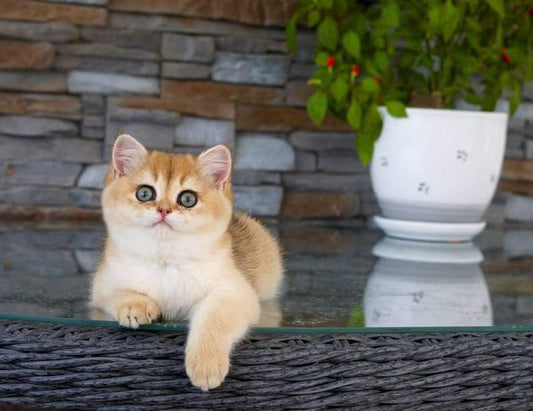 British Shorthair