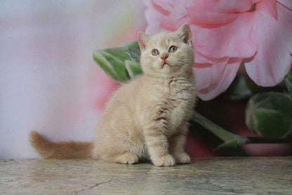 British Shorthair