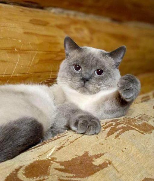 British Shorthair