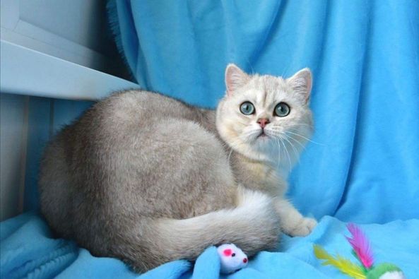 British Shorthair