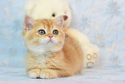 British Shorthair