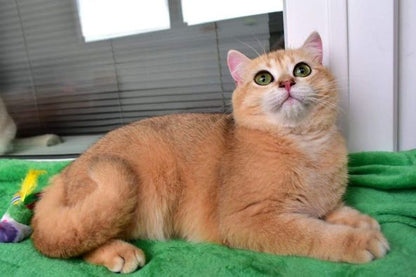 British Shorthair