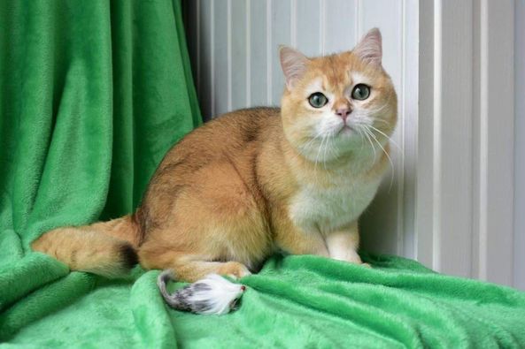 British Shorthair