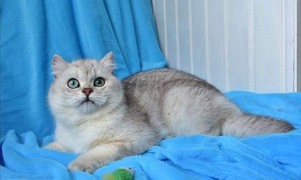 British Shorthair