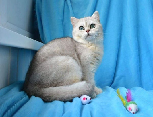 British Shorthair