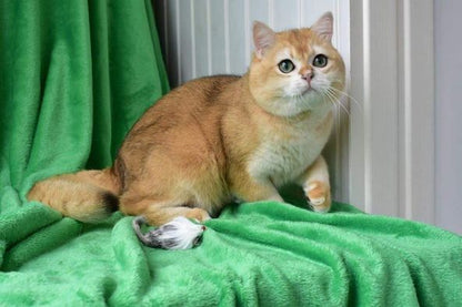 British Shorthair