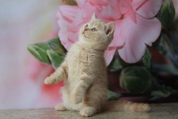 British Shorthair