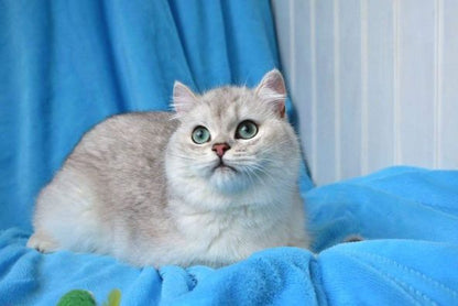 British Shorthair