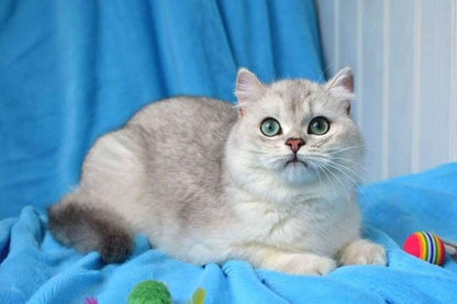 British Shorthair