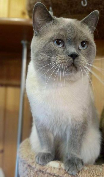 British Shorthair