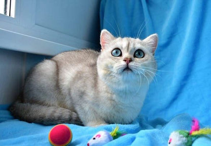 British Shorthair