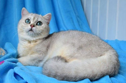 British Shorthair