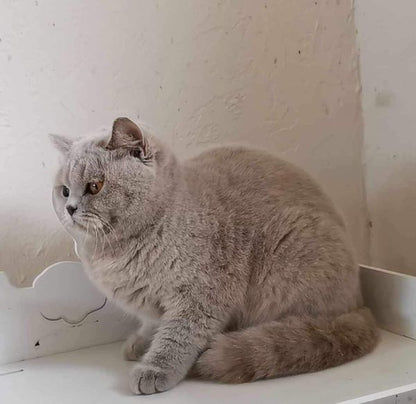 British Shorthair