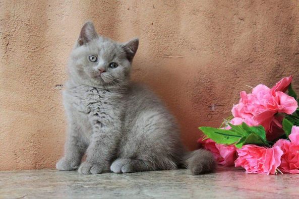 British Shorthair