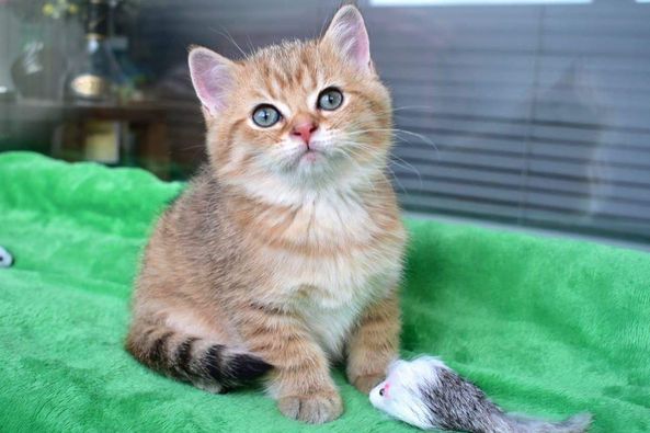 British Shorthair